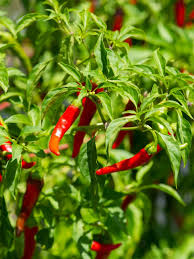 cayanne pepper 